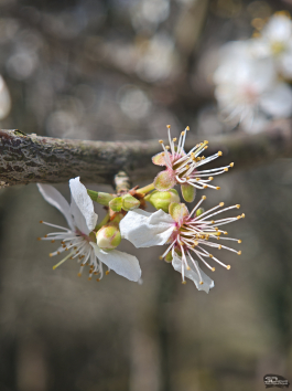 Обзор смартфона Xiaomi 15: горячая штучка