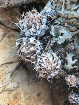 Samsung Galaxy S25 Ultra как инструмент тревел-блогера