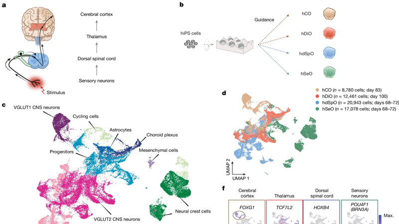 Учёные впервые вырастили полный нервный контур для передачи боли в мозг — его проверили острым перцем
