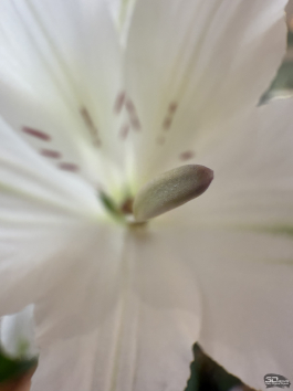 Сравнительный тест камер флагманских смартфонов (2025): Apple iPhone 16 Pro Max, HONOR Magic 7 Pro, HUAWEI Mate 70 Pro, Samsung Galaxy S25 Ultra, vivo X200 Pro, Xiaomi 15 Ultra