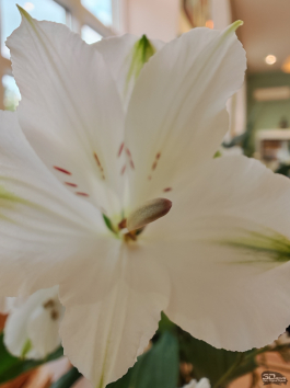 Сравнительный тест камер флагманских смартфонов (2025): Apple iPhone 16 Pro Max, HONOR Magic 7 Pro, HUAWEI Mate 70 Pro, Samsung Galaxy S25 Ultra, vivo X200 Pro, Xiaomi 15 Ultra