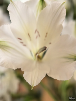 Сравнительный тест камер флагманских смартфонов (2025): Apple iPhone 16 Pro Max, HONOR Magic 7 Pro, HUAWEI Mate 70 Pro, Samsung Galaxy S25 Ultra, vivo X200 Pro, Xiaomi 15 Ultra