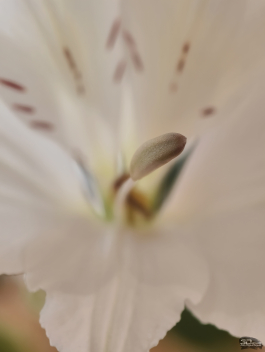 Сравнительный тест камер флагманских смартфонов (2025): Apple iPhone 16 Pro Max, HONOR Magic 7 Pro, HUAWEI Mate 70 Pro, Samsung Galaxy S25 Ultra, vivo X200 Pro, Xiaomi 15 Ultra