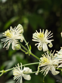 Обзор смартфона Nothing Phone (3): неординарный флагман с двумя экранами