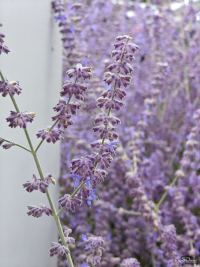 Обзор смартфона Nothing Phone (3): неординарный флагман с двумя экранами