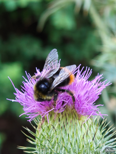 Обзор смартфона Nothing Phone (3): неординарный флагман с двумя экранами