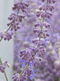 Обзор смартфона Nothing Phone (3): неординарный флагман с двумя экранами