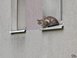 Обзор смартфона Nothing Phone (3): неординарный флагман с двумя экранами