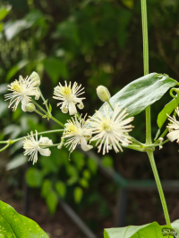 Обзор смартфона Nothing Phone (3): неординарный флагман с двумя экранами