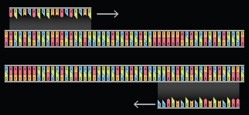 Хранение данных на молекулах ДНК: блажь или неизбежность?