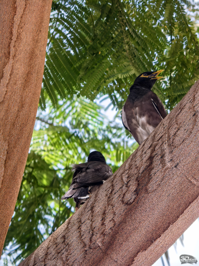 HUAWEI Pura 80 Ultra глазами фотографа