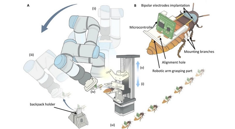 В Сингапуре налажено первое в мире массовое производство тараканов-киборгов