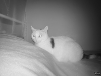 8849 TANK 4 Pro — первый в мире защищённый смартфон с HD-проектором