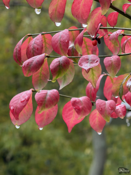 Обзор смартфона Apple iPhone 17 Pro Max: батя в городе