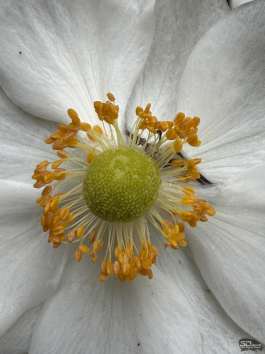 Обзор смартфона Apple iPhone 17 Pro Max: батя в городе