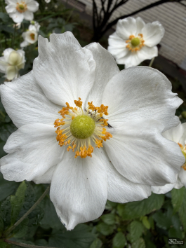 Обзор смартфона Apple iPhone 17 Pro Max: батя в городе