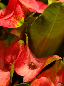 Обзор смартфона HONOR X7d: прочнее, дольше и с искусственным интеллектом