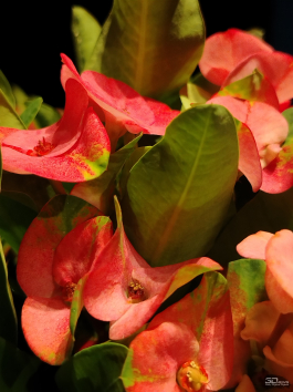 Обзор смартфона HONOR X7d: прочнее, дольше и с искусственным интеллектом