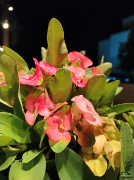 Обзор смартфона HONOR X7d: прочнее, дольше и с искусственным интеллектом