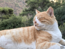 Обзор смартфона HUAWEI nova 14 Pro: покажет все как есть