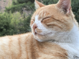 Обзор смартфона HUAWEI nova 14 Pro: покажет все как есть