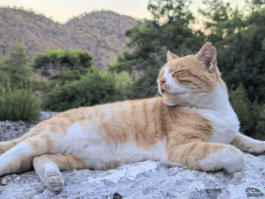 Обзор смартфона HUAWEI nova 14 Pro: покажет все как есть