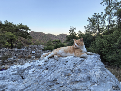 Обзор смартфона HUAWEI nova 14 Pro: покажет все как есть