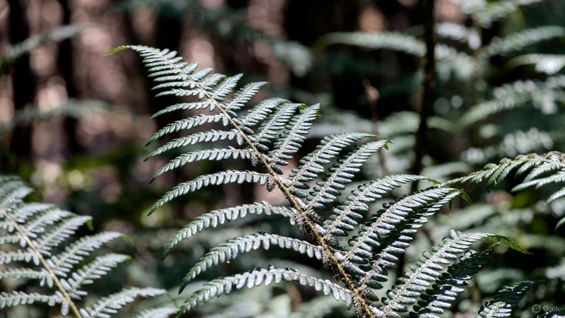 Китайцы первыми в мире добыли редкоземельные металлы из растений