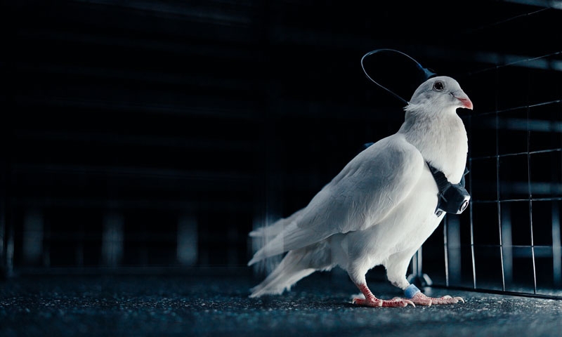 Российская Neiry представила управляемых «голубей-биодронов» PJN-1 — это живые птицы с чипированным мозгом