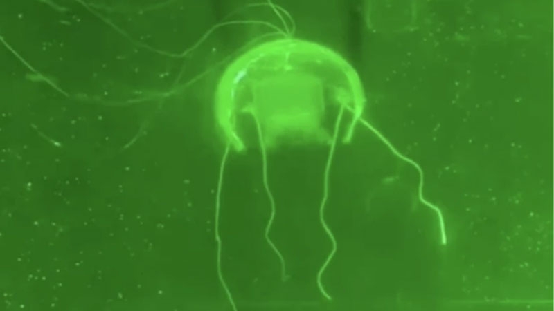 В Китае создали робота-медузу с ИИ для тотального наблюдения за мировым океаном